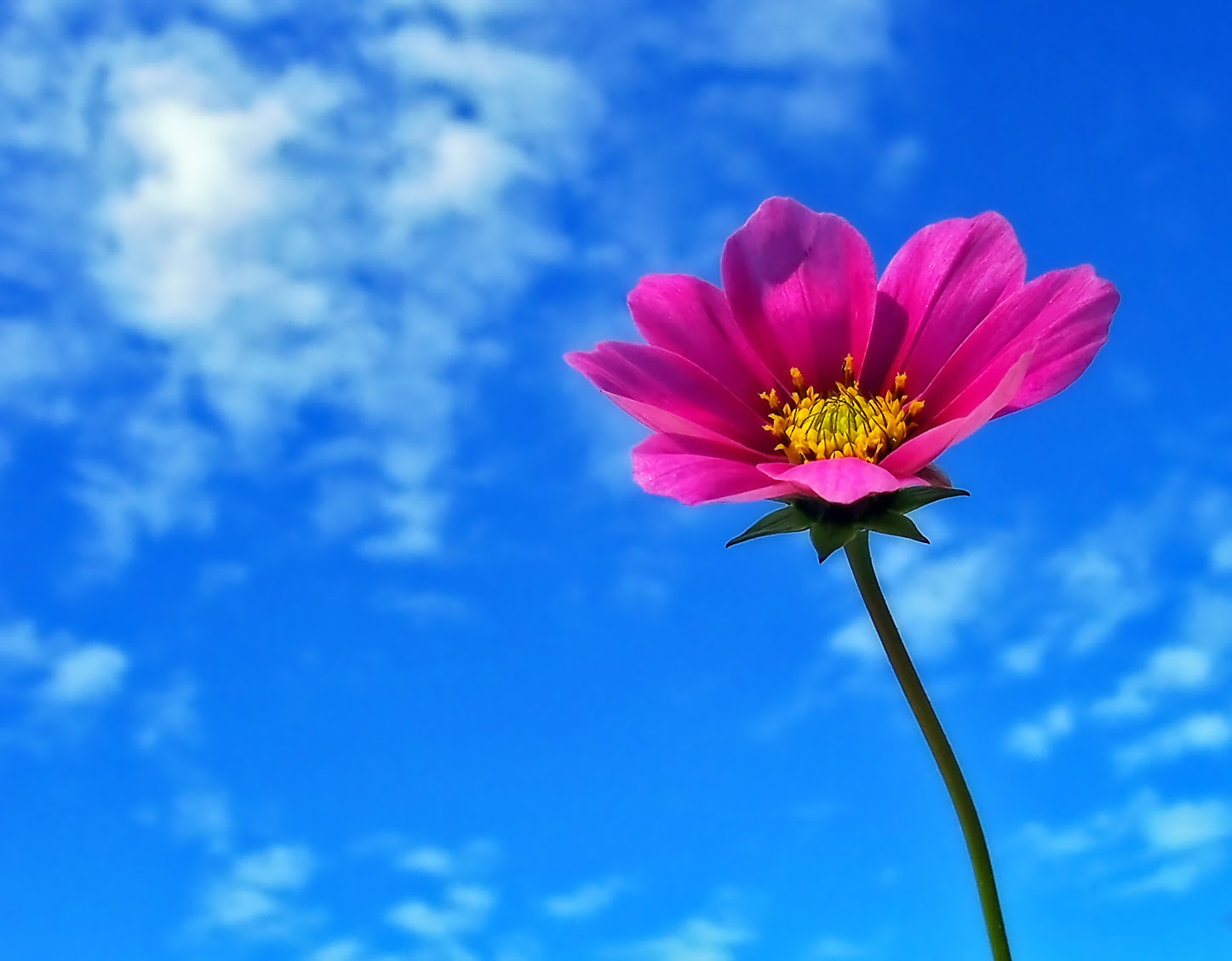 フリー画像 花 フラワー コスモス 空の風景 青色 ブルー ピンク 花 画像素材なら 無料 フリー写真素材のフリーフォト
