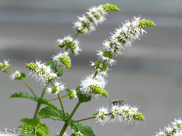 花図鑑 スペアミントの花 シソ科ハッカ属