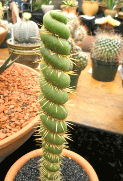 Five contorted cactuses | Arnold Zwicky's Blog