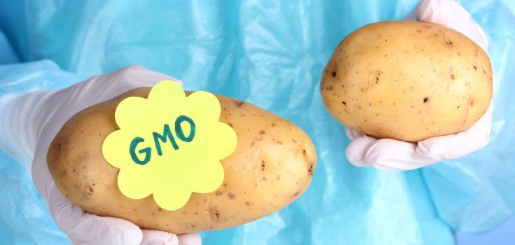 gmo potato