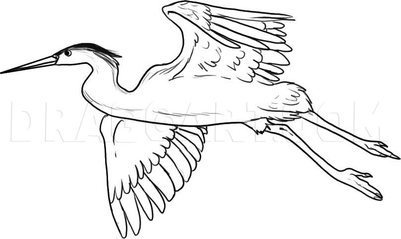 pictures of birds to draw