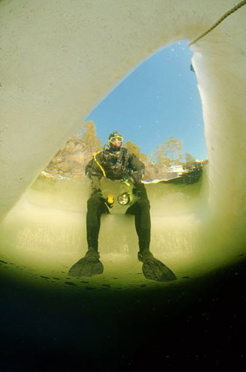 Swimming With Belugas (15 pics)