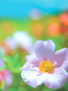 花 すみれ色の花 の待ち受け画像 壁紙 動物 パラダイス