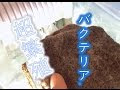 [10000印刷√] 濾過バクテリア 繁殖 219614-濾過バクテリア 繁殖方法
