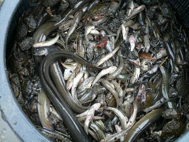 ウナギの釣り方 捕り方