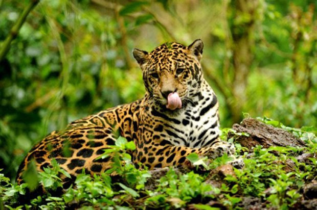 Exemplar de onça-pintada que vive em fazenda de Goiás; foco de ONG é tratar e readaptar animais desta espécie antes deles retornarem à natureza (Foto: Evaristo Sa/AFP)