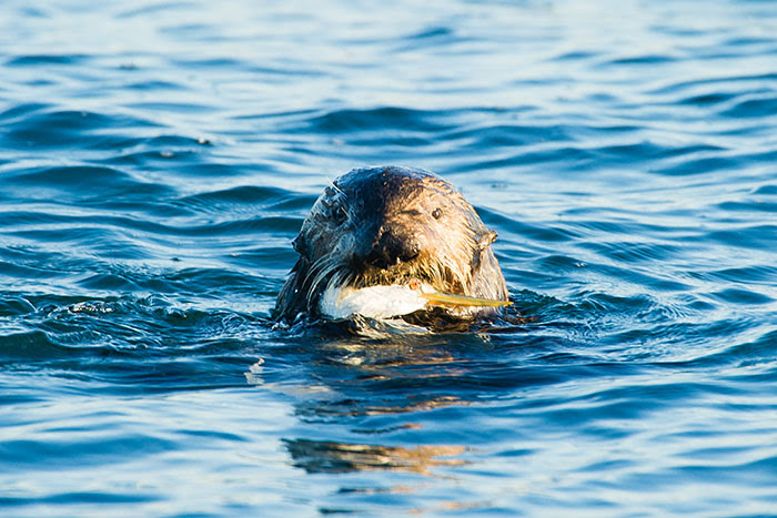 可愛いイメージとの超ギャップ 逃げる鳥をもてあそぶ 肉食獣 ラッコ 岡田裕介の海中時間 ダイビングと海の総合サイト オーシャナ