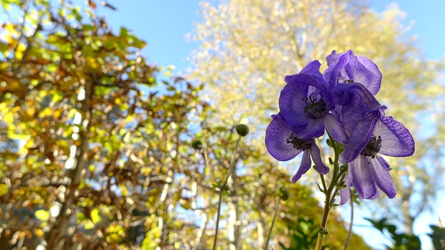 トリカブトの花言葉の由来と意味とは ほんとに怖いギリシア神話 金魚のおもちゃ箱