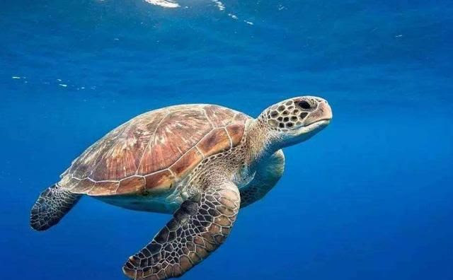 海龟一生的 天敌 唯一生存的办法 寻求人类的帮助