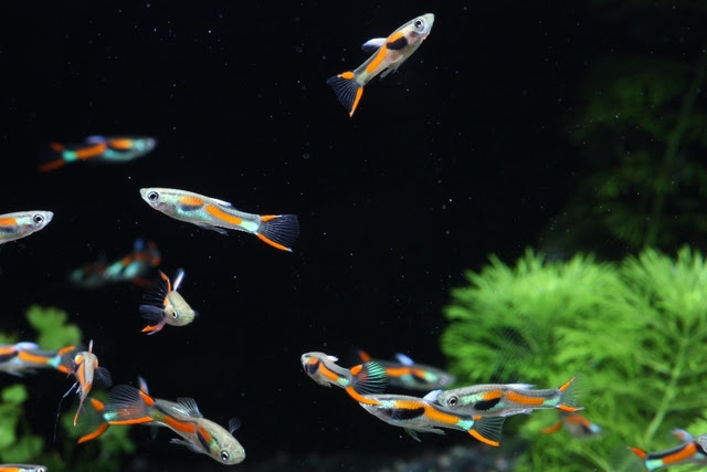 グッピーを混泳させる時に 相性の良い熱帯魚 悪い熱帯魚 熱帯魚 アクアリウム情報マガジン