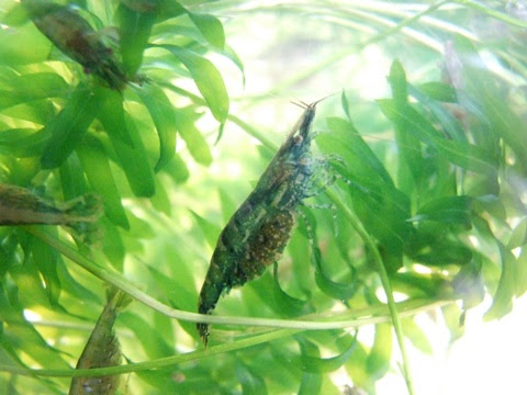 ガサガサ捕獲したエビ 小魚達