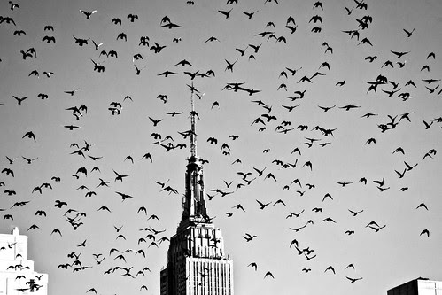 Empire State Bird-ing