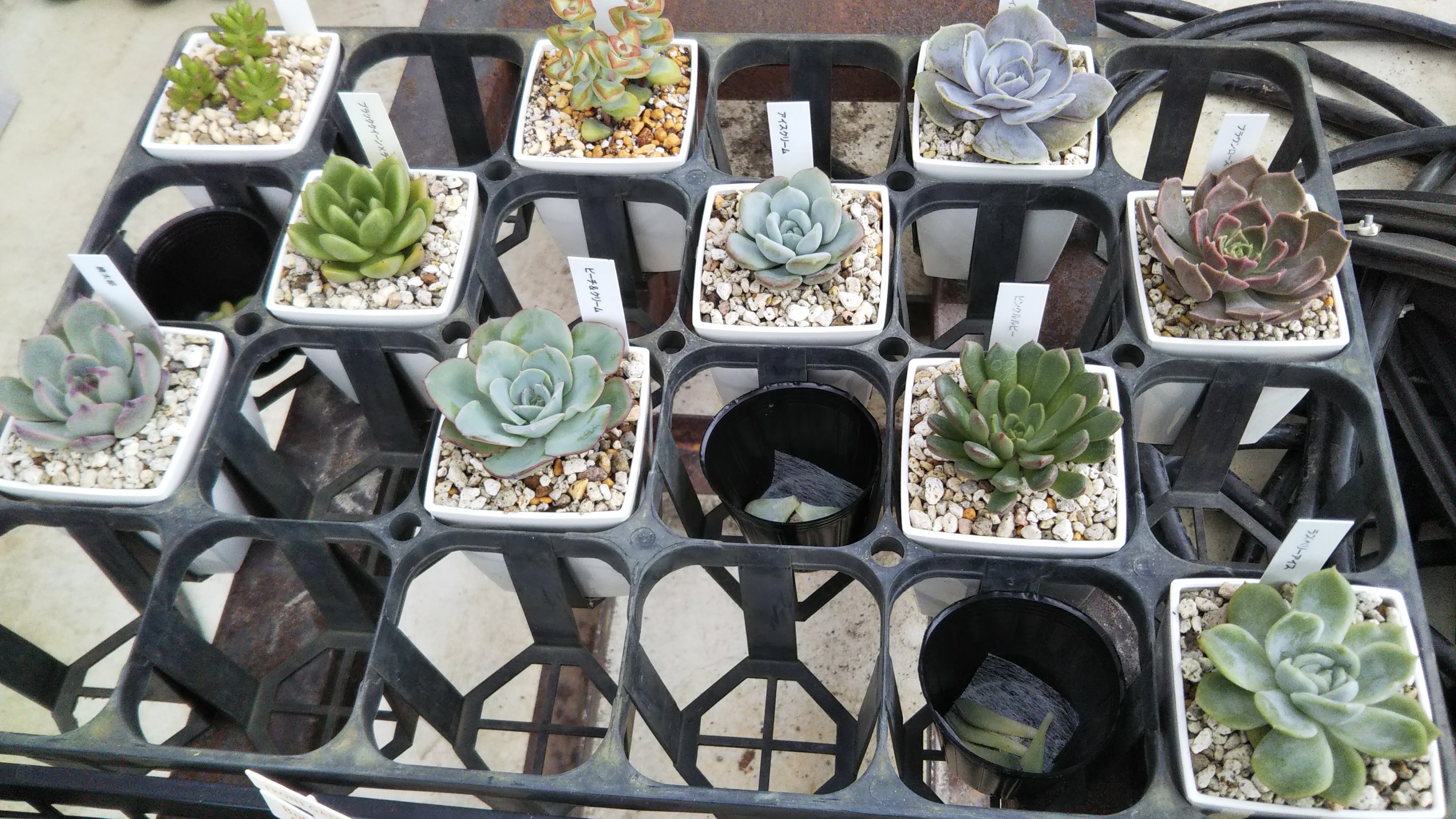 多肉植物や食虫植物 穴場100均