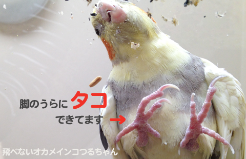 飛べないオカメインコつるちゃん オカメインコの脚にタコ