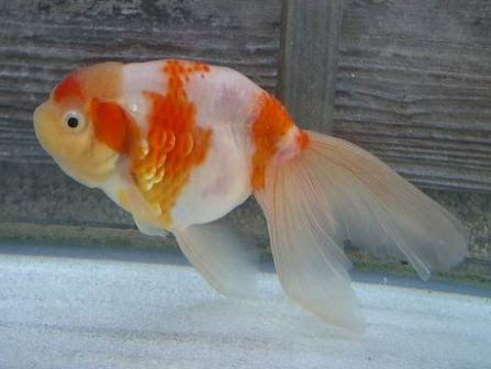金魚カタログ 桜錦 サクラニシキ