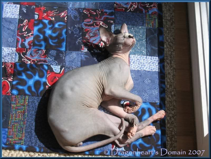 Dragonheart on his quilt