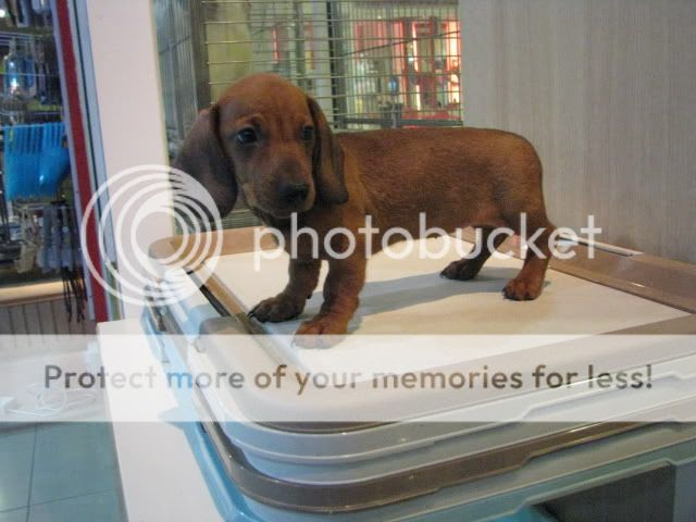 Daschund