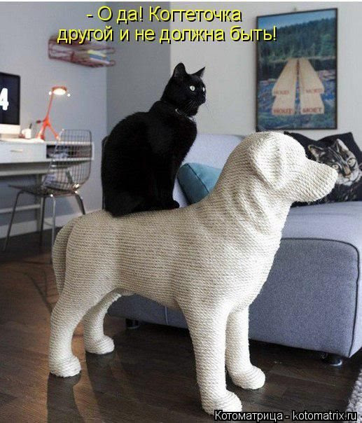 Лучшие котоматрицы недели