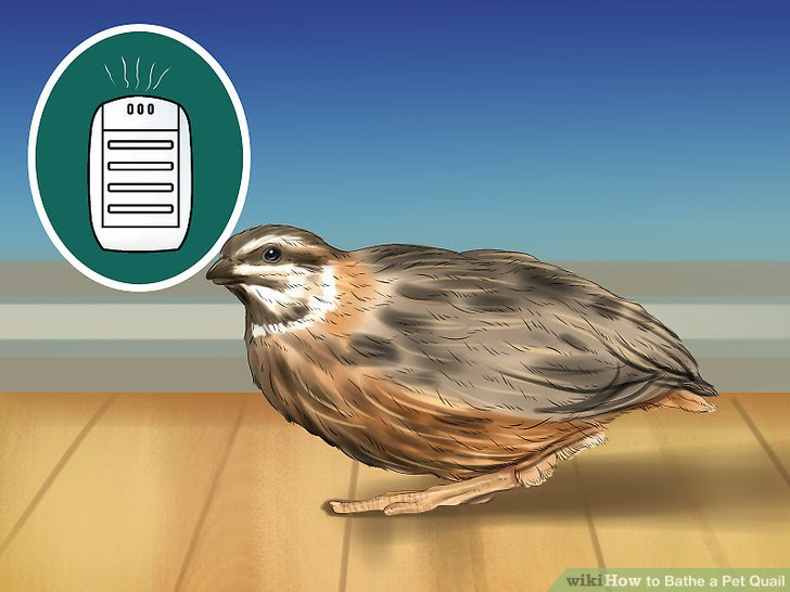 Bathe a Pet Quail Step 5.jpg