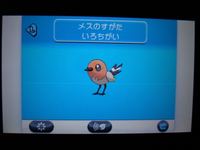 ヤヤコマ 色違い エルスの日記