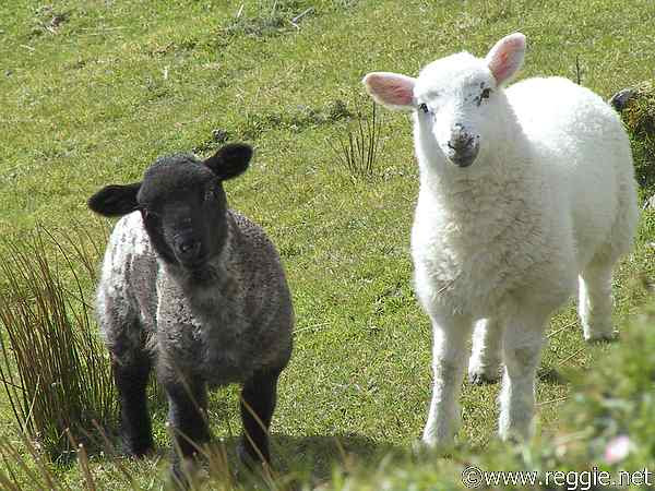 White Sheep Wallpapers