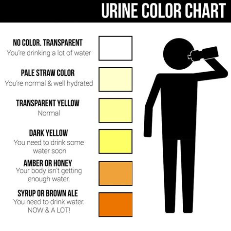  how to read urine colour artibiotics liver disease blood in urine