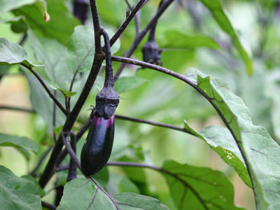 ナスの葉が枯れる落ちる理由は