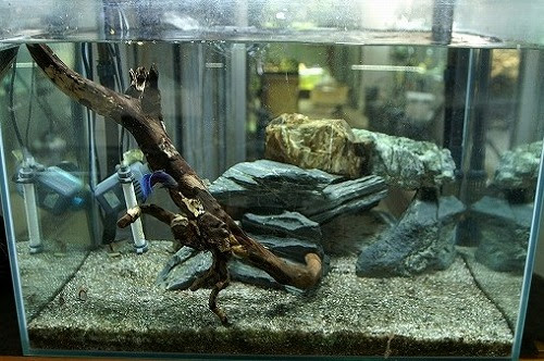 プレコ水槽ができるまで Uv 神畑養魚株式会社