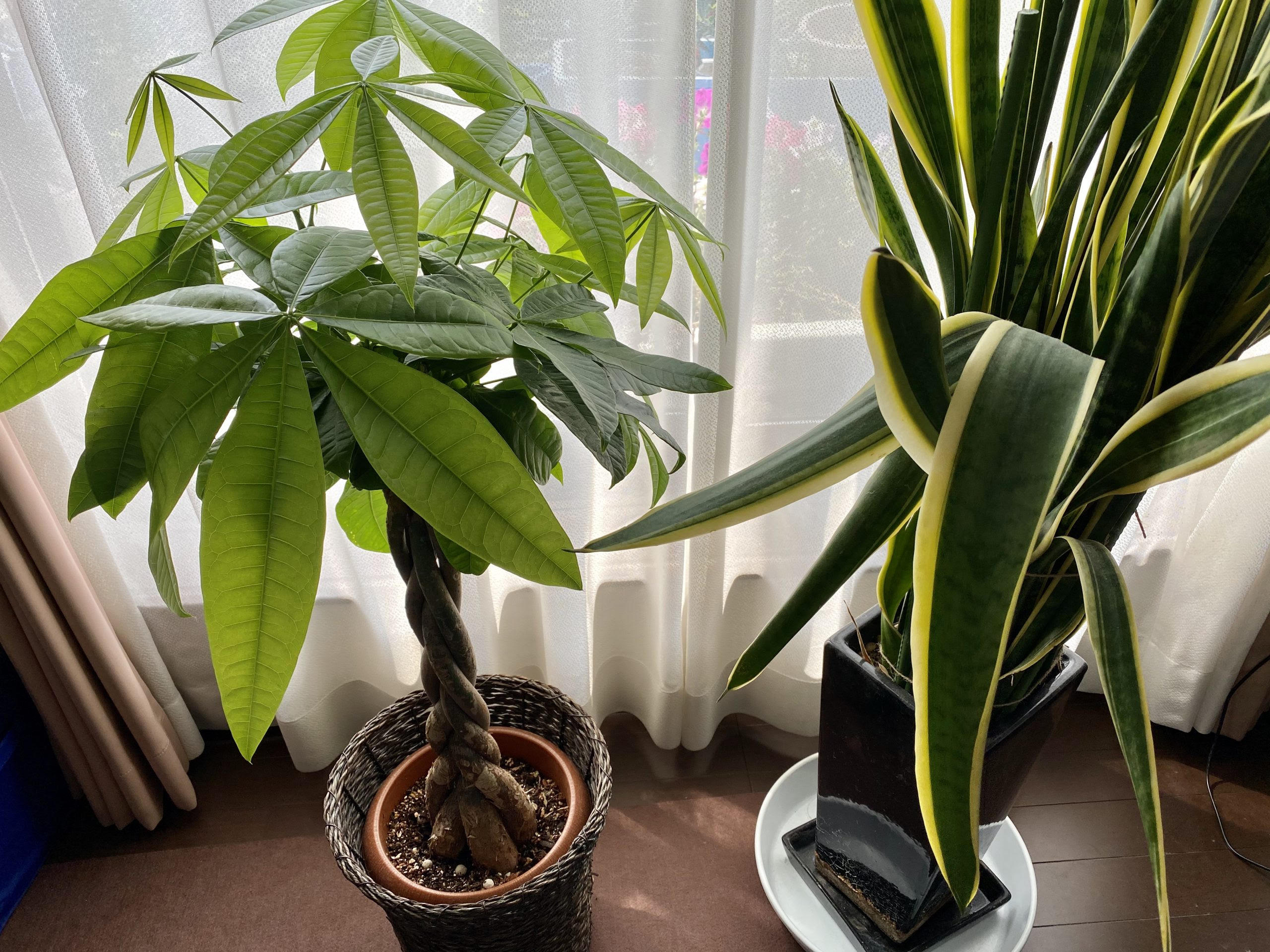 原田英語つぶやき Stay Home 部屋にはぜひ観葉植物を 原田英語 Com