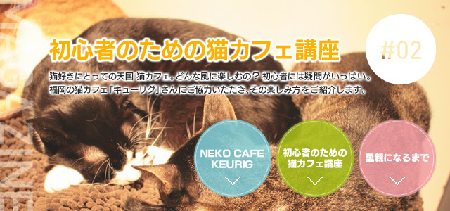 02 初心者のための猫カフェ講座 ペットマガジン ペット情報 獣医さんの総合サイト 動物病院検索ならアニマルドクター