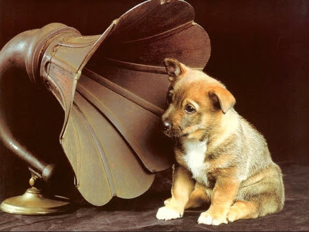Dog listening to music