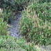 EL RIO CORRE ENTRE LAS CHACLAS FLORECIDAS