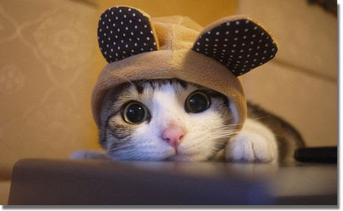 Cute Kitty Hat Pictures, Photos, and Images for Facebook 