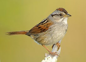 Pictures and Photos, Pictures of Sparrow , Baby Sparrow pictures, wallpaper of Sparrow 