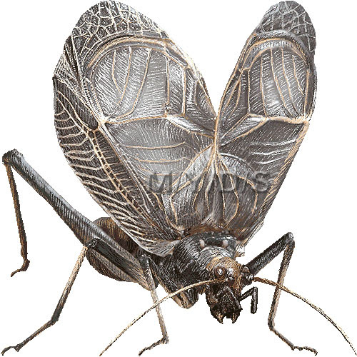 鈴虫 スズムシのイラスト 条件付フリー素材集