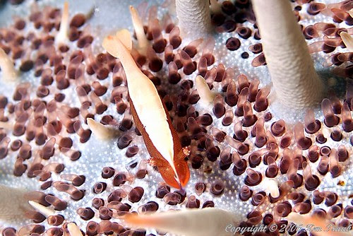 4113 Commensal shrimp on crown-of- thorns