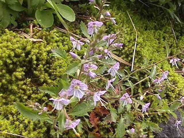 ミヤマクワガタ 高山植物図鑑 登山道の花