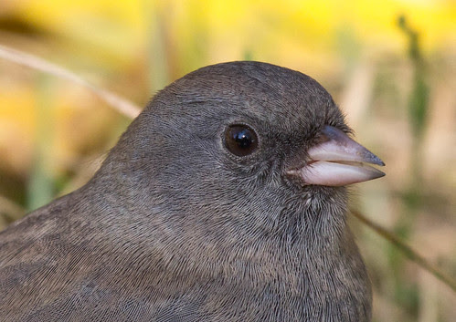 Dark-eyed Junco