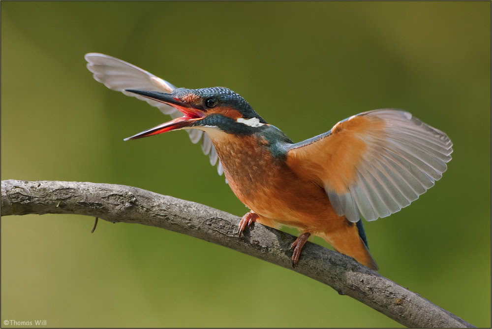 nature photography, view community, kingfisher