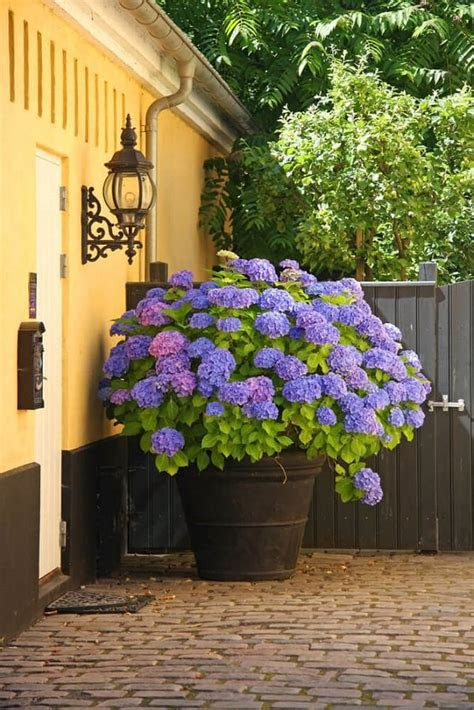 Bring color to your garden all summer and into fall wi. Best Blue Flowers To Grow In Containers | Balcony Garden Web