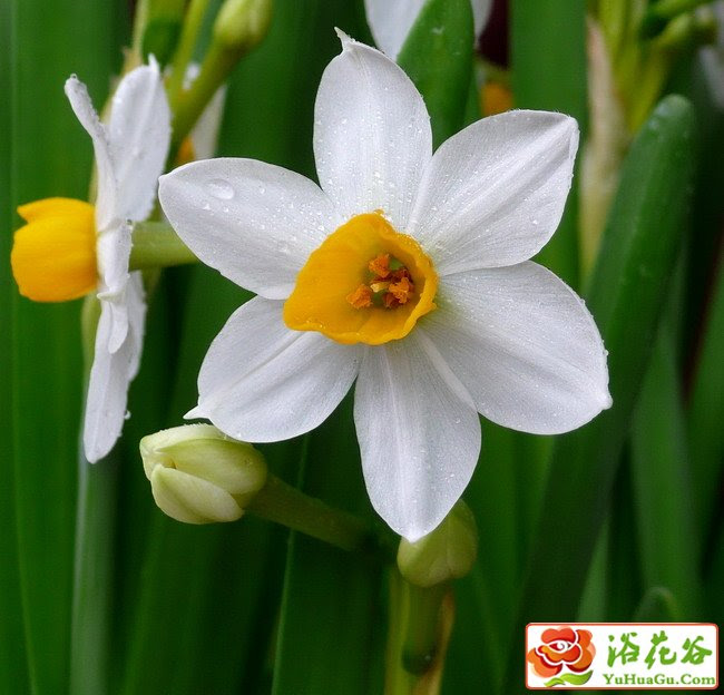 水仙花 水仙花画法