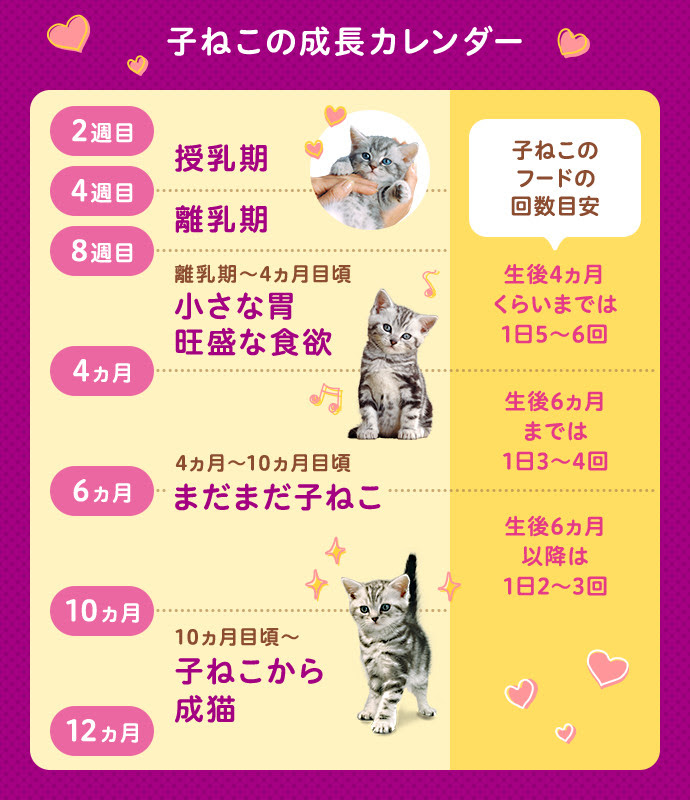 子猫の餌の与え方は ミルクはいつまで 1歳までの子猫のごはんまとめ