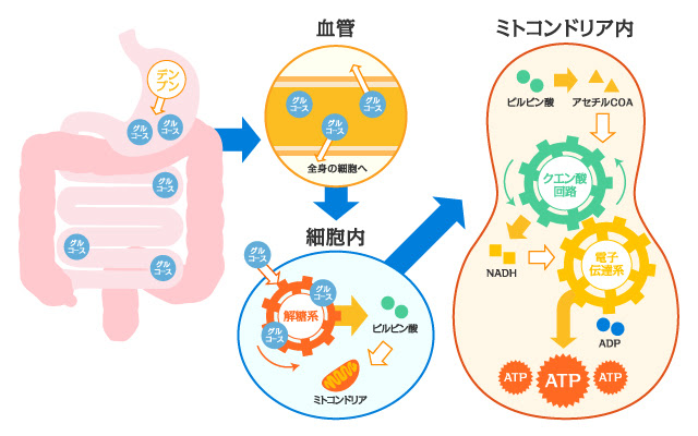 細胞のエネルギー工場 ミトコンドリア を元気にするala Alaエイジングケア研究所