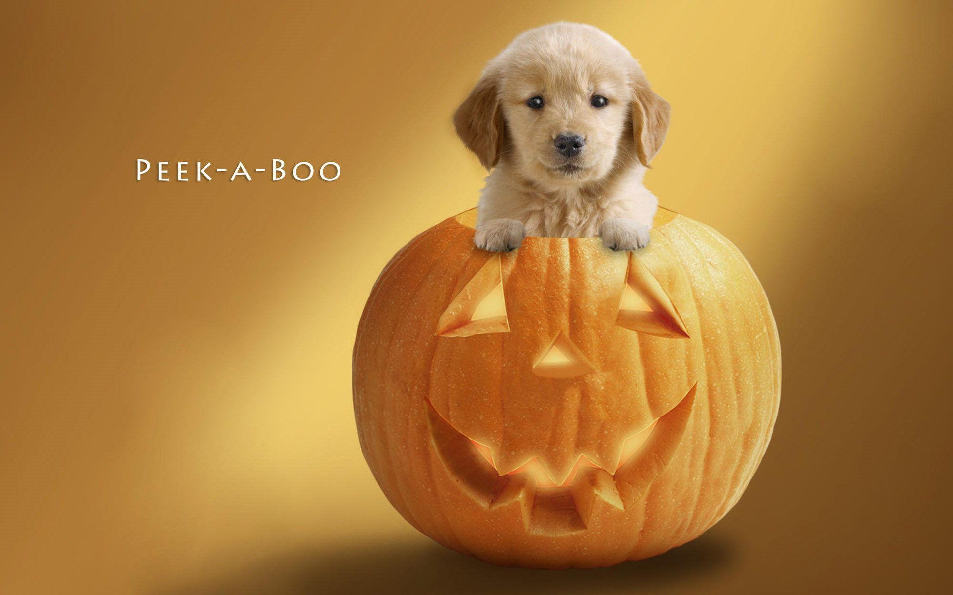 Cute Halloween Desktop Wallpapers  Wallpaper Cave