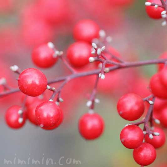 南天 ナンテン の花言葉 箸や柱や漢方に用いられる南天 みみみんブログ