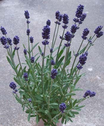 ラベンダー 冬の育て方