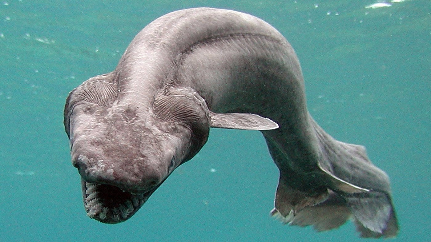 Frilled Sharks have the longest gestation period of vertebrates ...