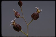 california jewel flower