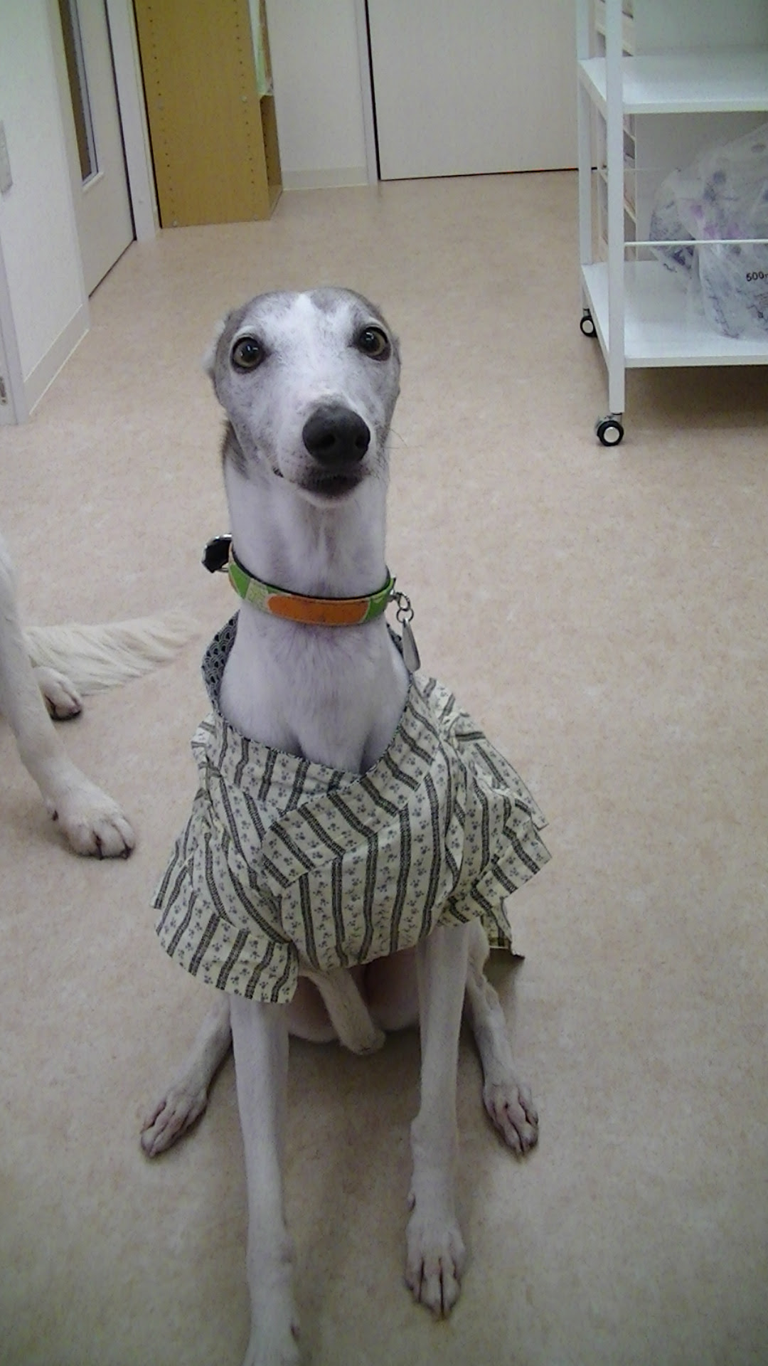 白い大きな犬と細い犬 たかはし動物病院 小牧市