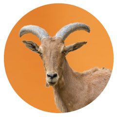 Goat-office-pet.png